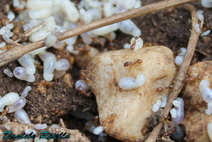 Formiche di quale specie? Tetramorium sp.